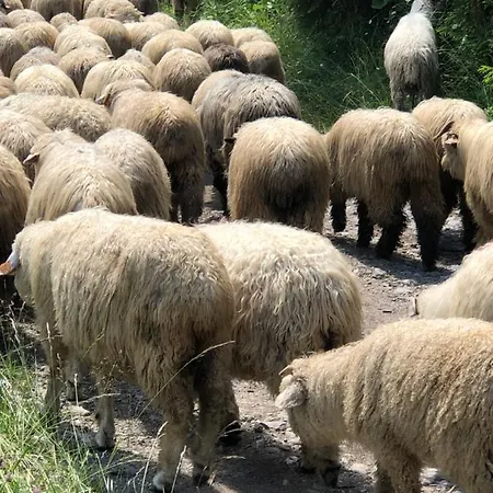 Goralski Cudna Izba *