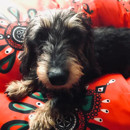 度假居 Goralski Cudna Izba