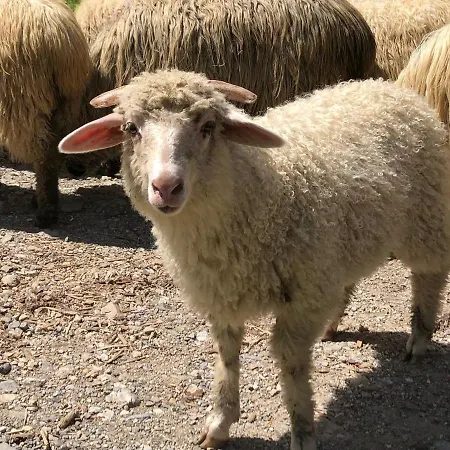 Goralski Cudna Izba 度假居 Witów