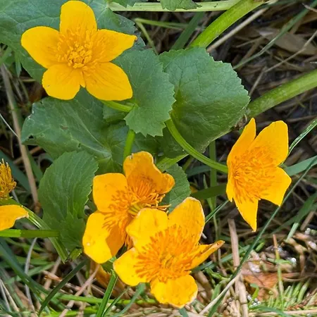 度假居 Goralski Cudna Izba Witów