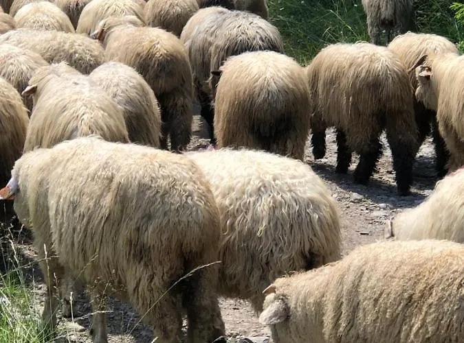 Goralski Cudna Izba *