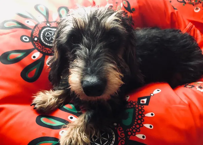 別荘 Goralski Cudna Izba