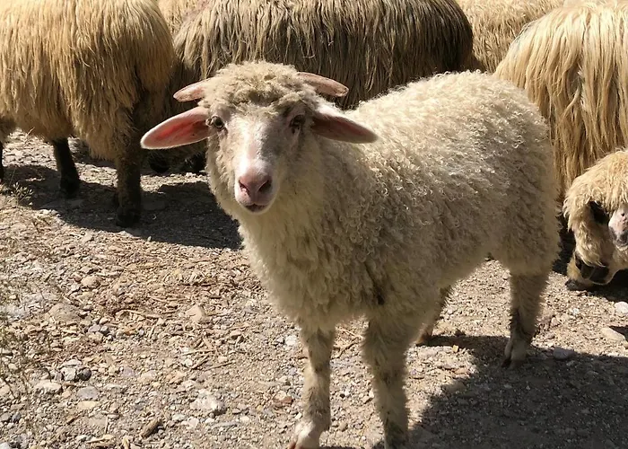 Goralski Cudna Izba 別荘 Witów